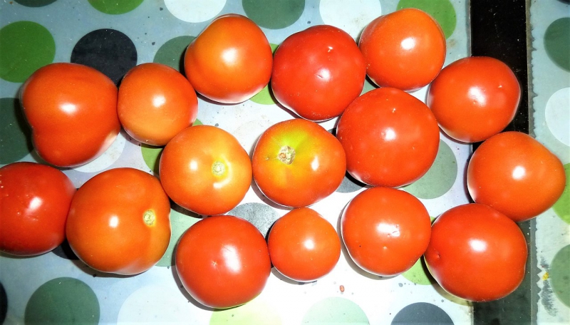 Photo of Tomato and How it is Used in Authentic Thai Recipes.