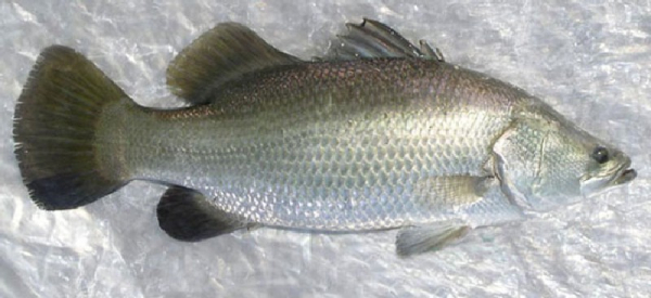 Photo of Barramundi and How it is Used in Authentic Thai Recipes.
