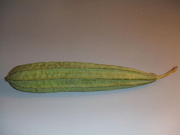 Photo of Angled luffa and How it is Used in Authentic Thai Recipes.