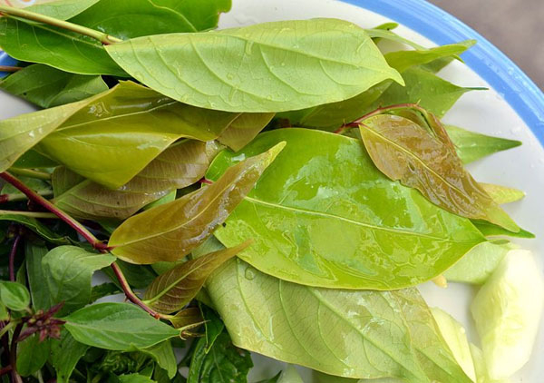 Photo of Makok Leaves and How it is Used in Authentic Thai Recipes.