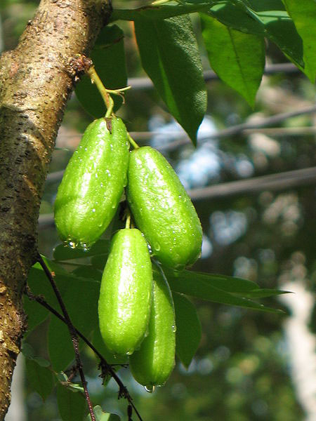 Photo of Bilimbi and How it is Used in Authentic Thai Recipes.