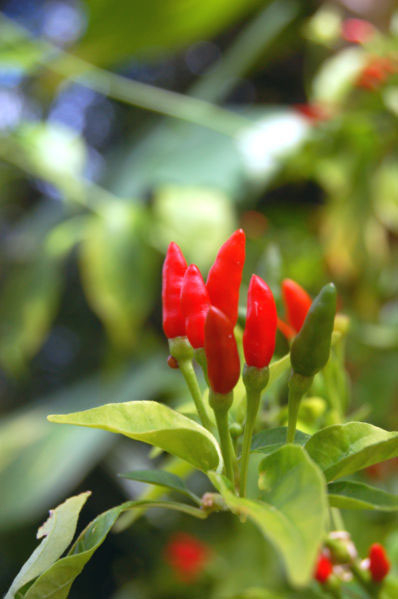 Photo of Small Thai Hot Chili and How it is Used in Authentic Thai Recipes.