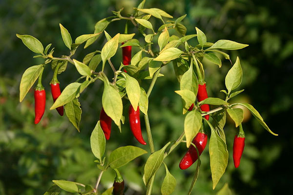 Photo of Thai Hot Chili and How it is Used in Authentic Thai Recipes.