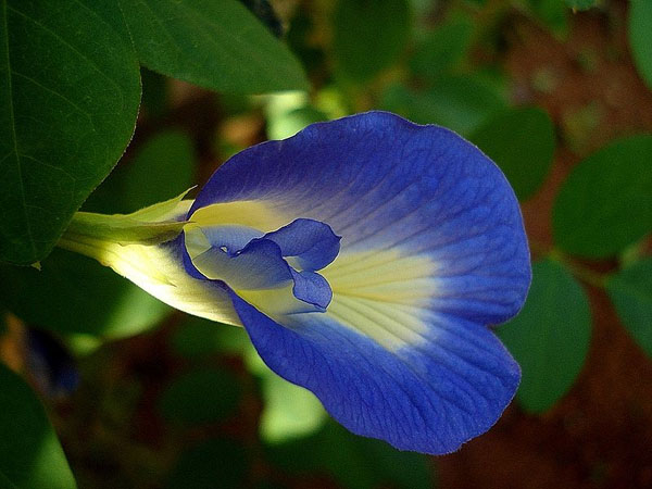 Photo of Butterfly Pea Flowers and How it is Used in Authentic Thai Recipes.