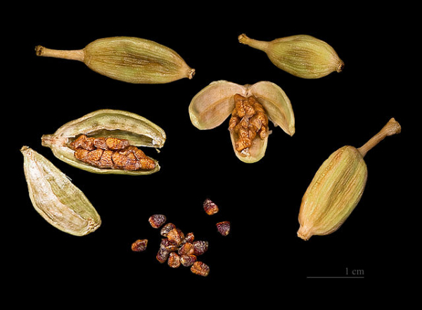 Photo of Cardamom and How it is Used in Authentic Thai Recipes.