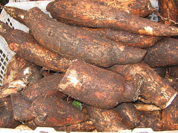 Photo of Cassava and How it is Used in Authentic Thai Recipes.