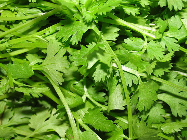 Photo of Coriander / Cilantro Leaves and How it is Used in Authentic Thai Recipes.