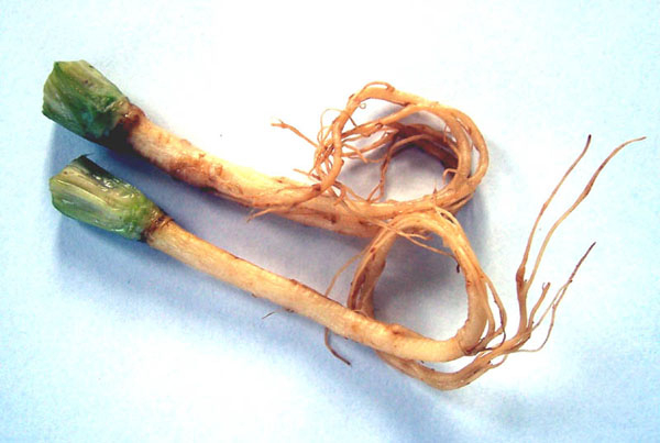 Photo of Coriander Root and How it is Used in Authentic Thai Recipes.