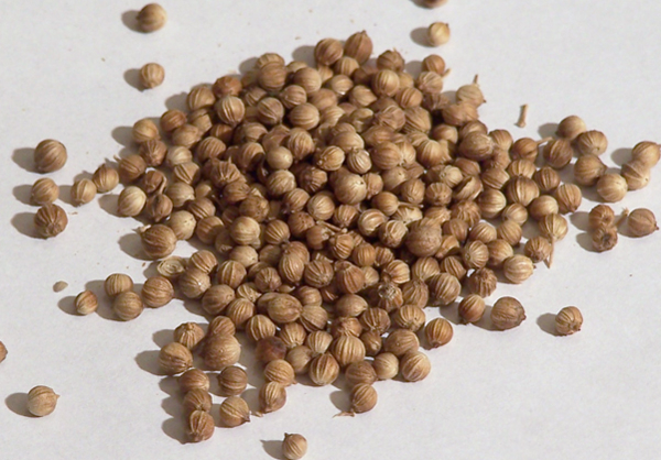 Photo of Coriander Seeds and How it is Used in Authentic Thai Recipes.