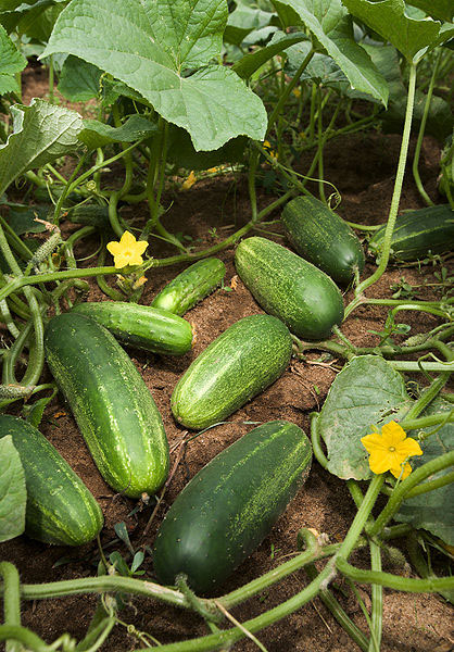 Photo of Cucumber and How it is Used in Authentic Thai Recipes.