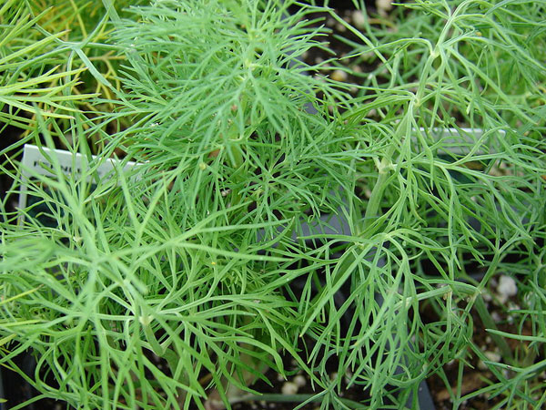 Photo of Dill and How it is Used in Authentic Thai Recipes.