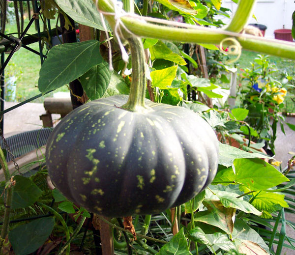 Photo of Pumpkin and How it is Used in Authentic Thai Recipes.