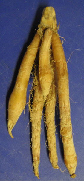 Photo of Finger root and How it is Used in Authentic Thai Recipes.