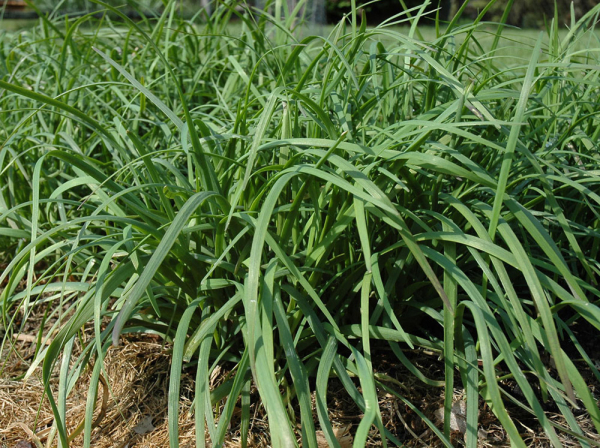 Photo of Garlic Chives and How it is Used in Authentic Thai Recipes.