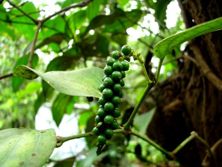 Photo of Fresh Green Peppercorns and How it is Used in Authentic Thai Recipes.