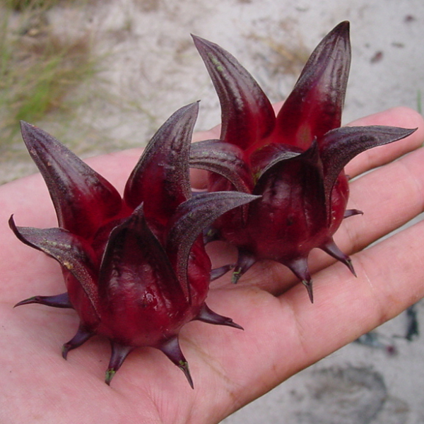 Photo of Roselle (Hibiscus Flower) and How it is Used in Authentic Thai Recipes.