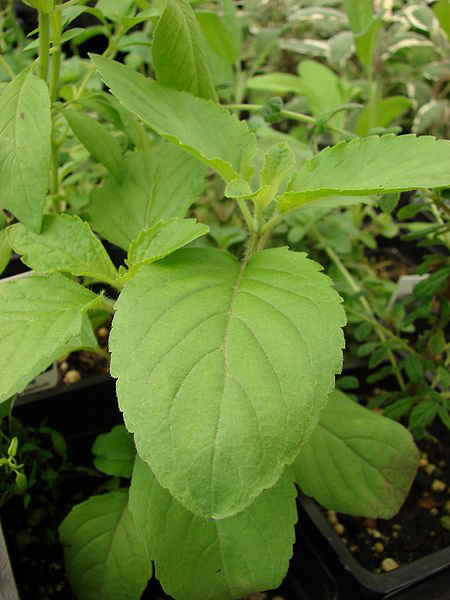 Photo of Holy basil and How it is Used in Authentic Thai Recipes.