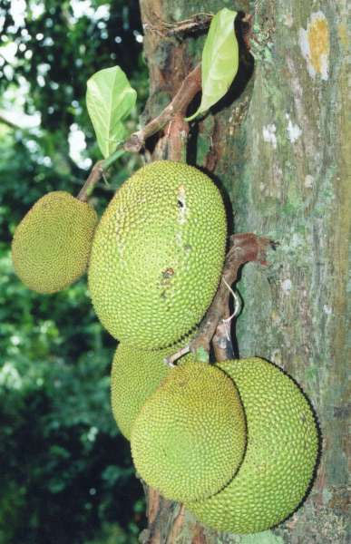 Photo of Jackfruit and How it is Used in Authentic Thai Recipes.