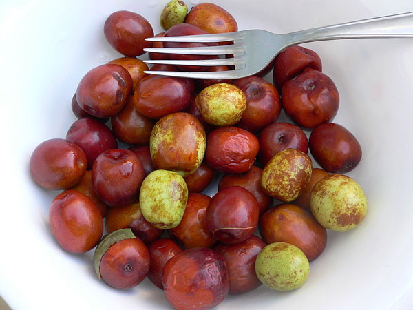 Photo of Jujube and How it is Used in Authentic Thai Recipes.