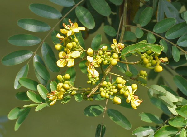Photo of Senna siamea and How it is Used in Authentic Thai Recipes.