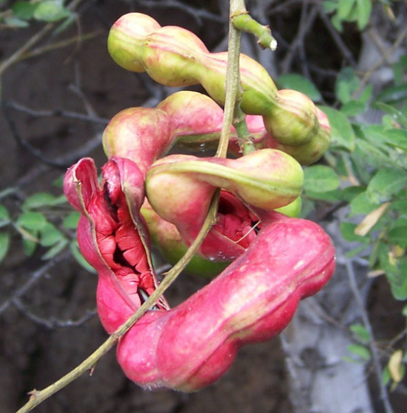 Photo of Madras thorn and How it is Used in Authentic Thai Recipes.