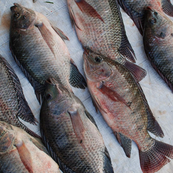 Photo of Nile Tilapia and How it is Used in Authentic Thai Recipes.