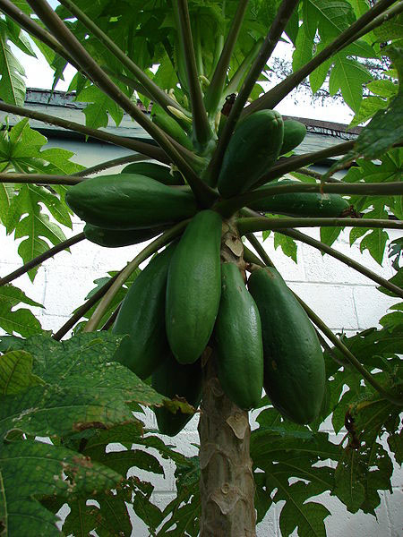Photo of Papaya and How it is Used in Authentic Thai Recipes.