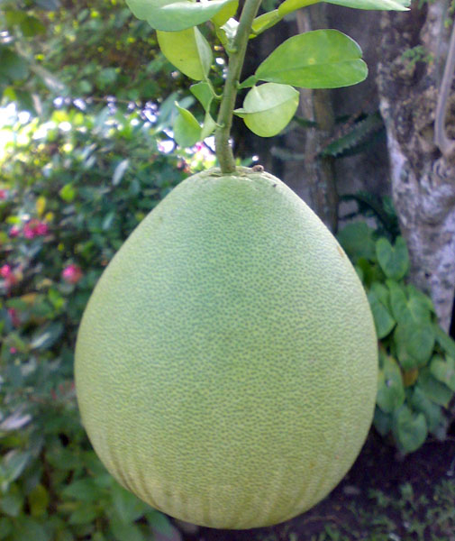 Photo of Pomelo and How it is Used in Authentic Thai Recipes.