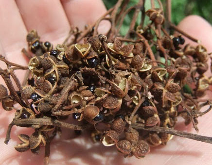 Photo of Prickly Ash Seeds and How it is Used in Authentic Thai Recipes.