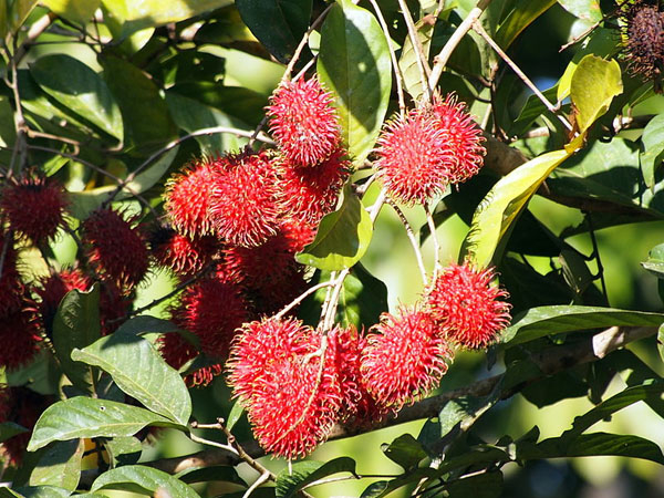 Photo of Rambutan and How it is Used in Authentic Thai Recipes.
