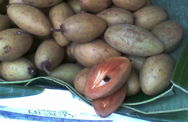 Photo of Sapodilla and How it is Used in Authentic Thai Recipes.