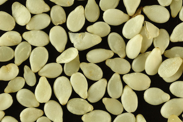 Photo of Sesame seed and How it is Used in Authentic Thai Recipes.