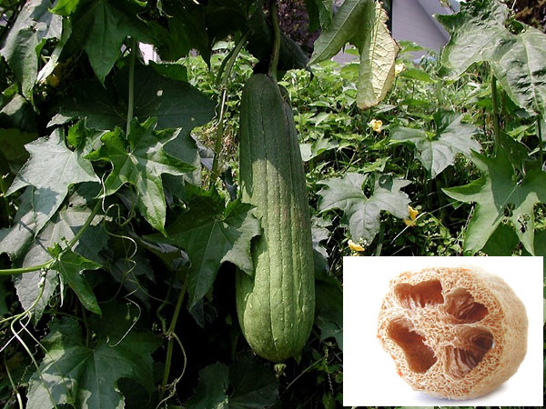 Photo of Smooth Luffa and How it is Used in Authentic Thai Recipes.