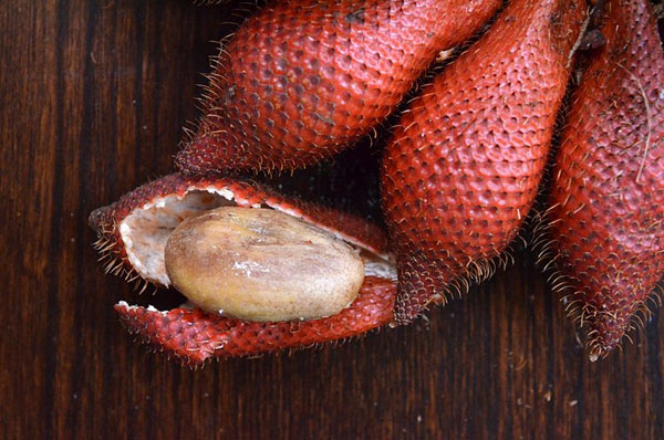 Photo of Snake fruit and How it is Used in Authentic Thai Recipes.