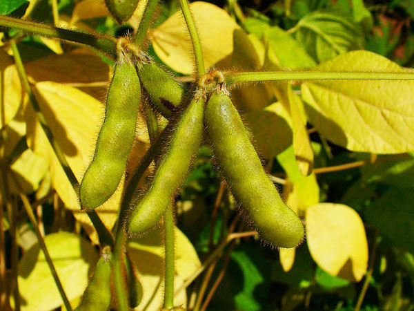 Photo of Soybean and How it is Used in Authentic Thai Recipes.