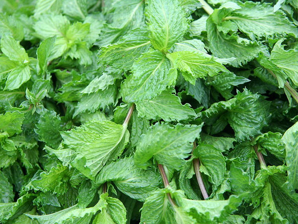 Photo of Spearmint and How it is Used in Authentic Thai Recipes.
