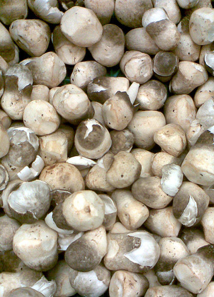 Photo of Straw Mushroom and How it is Used in Authentic Thai Recipes.