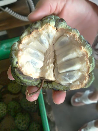 Photo of Sugar-apple and How it is Used in Authentic Thai Recipes.