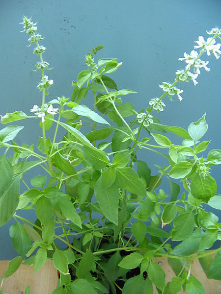 Photo of Lemon basil and How it is Used in Authentic Thai Recipes.