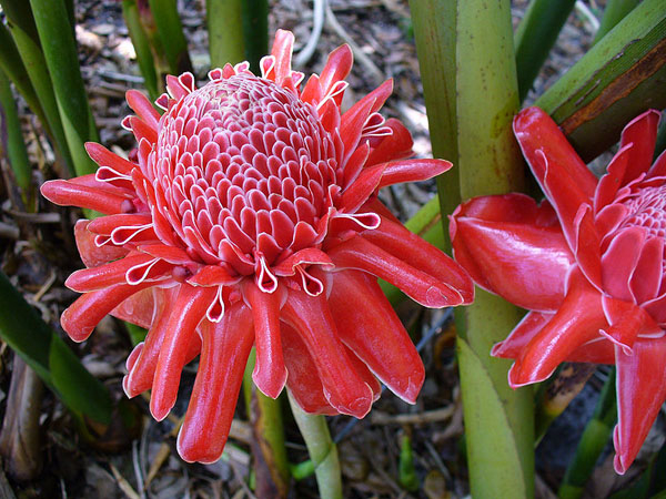 Photo of Torch Ginger and How it is Used in Authentic Thai Recipes.