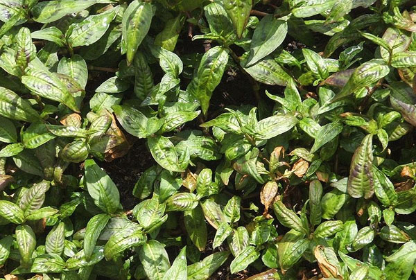 Photo of Vietnamese coriander and How it is Used in Authentic Thai Recipes.