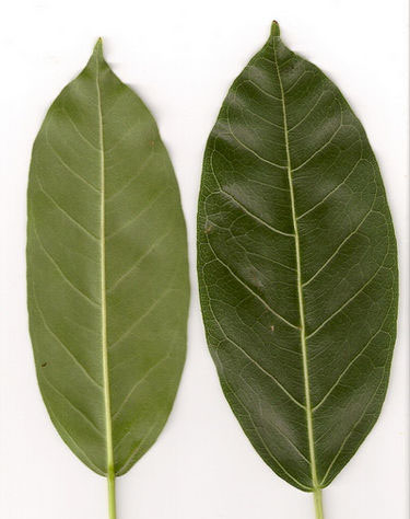 Photo of White Fig Leaves and How it is Used in Authentic Thai Recipes.